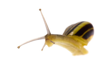 Image showing Edible snail on the white background