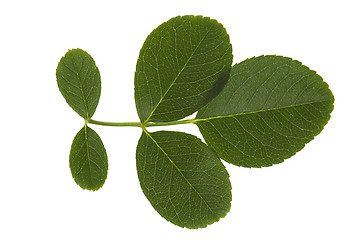 Image showing rose leaf