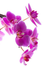 Image showing orchid