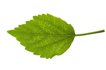 Image showing Detail of a leaf blade of a hibiscus