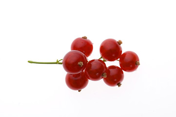 Image showing red currant