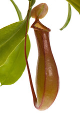 Image showing Leaves of carnivorous plant - Nepenthes