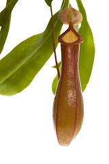 Image showing Leaves of carnivorous plant - Nepenthes