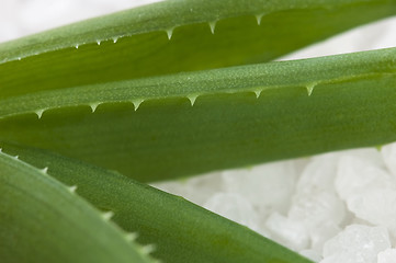 Image showing bath salt and aloe vera