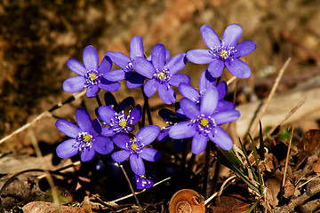 Image showing blue anemones