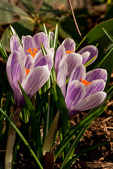 Image showing purple crocus