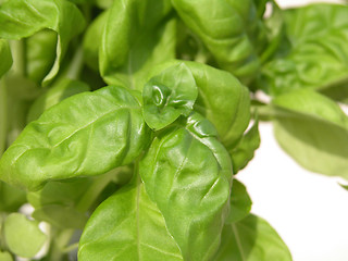 Image showing basil