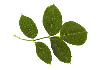 Image showing rose leaf