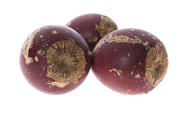 Image showing Prickly pear cactus ( Opuntia ficus-indica ) with red fruits