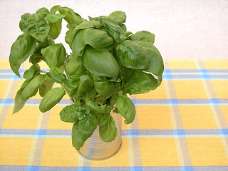 Image showing basil