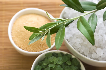 Image showing fresh olive branch and bath salt. spa