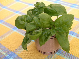 Image showing basil