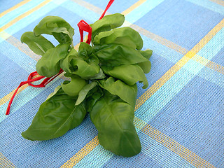 Image showing basil