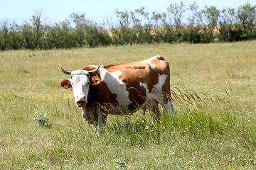 Image showing Cow