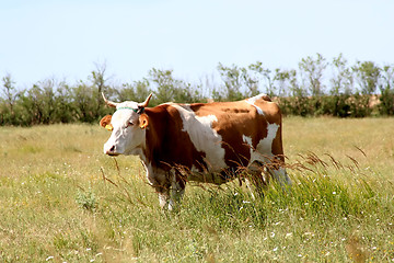 Image showing Cow