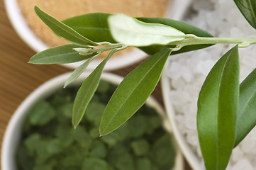 Image showing fresh olive branch and bath salt. spa