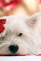 Image showing Westie