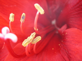 Image showing Amaryllis