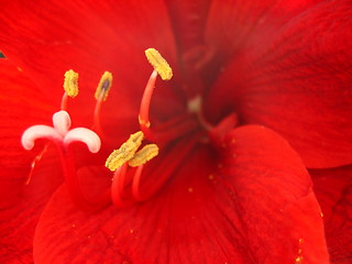 Image showing amaryllis