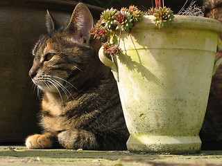 Image showing Cat