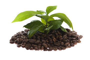 Image showing growing coffee