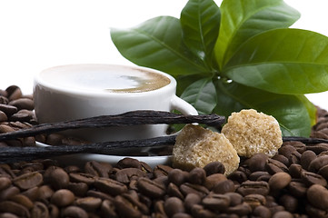 Image showing aroma coffee with vanilla and coffee branch