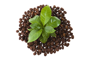 Image showing growing coffee