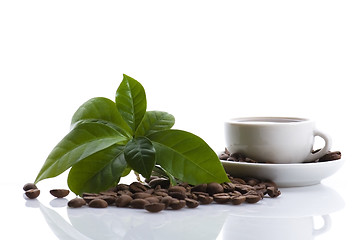 Image showing fresh coffee with coffee branch