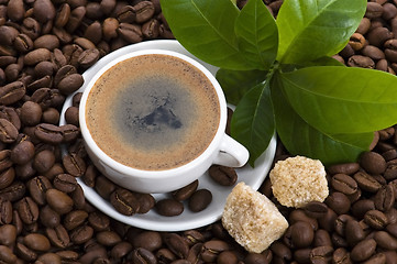 Image showing fresh coffee with coffee branch