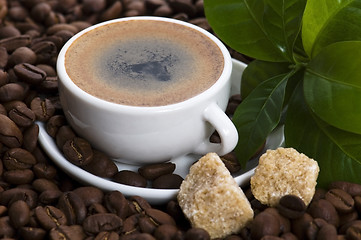 Image showing fresh coffee with coffee branch