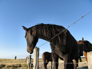 Image showing Horses