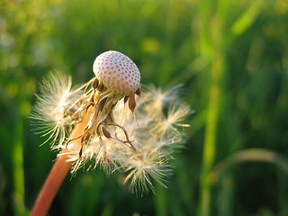 Image showing Dandelion