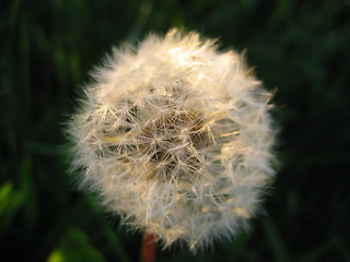 Image showing Dandelion