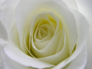 Image showing White rose