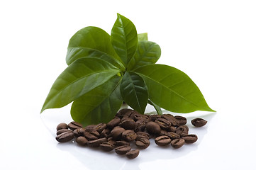 Image showing growing coffee