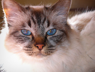 Image showing Birmese cat