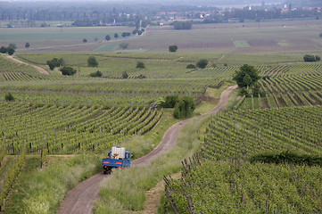 Image showing Vineyards