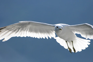 Image showing Seagull