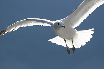 Image showing Flying seagull