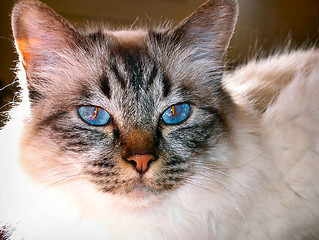 Image showing Birmese cat