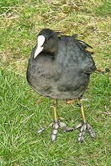 Image showing Bird in Odense, Denmark, August 2006