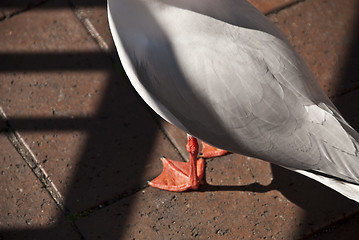 Image showing Seagull Detail, Sydney