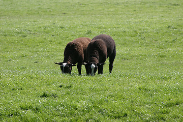 Image showing Lambs