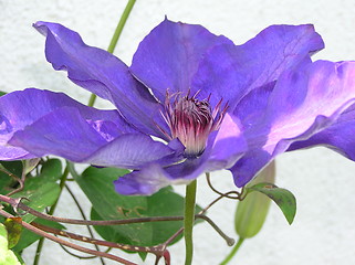 Image showing clematis