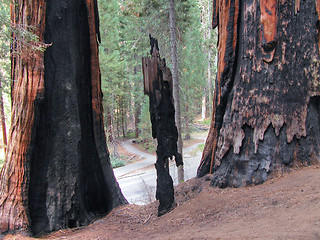 Image showing Sequoia National Park, U.S.A.