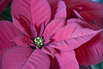 Image showing Christmas Decorations, Tuscany, Italy