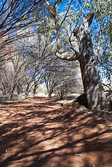 Image showing Australian Outback, Northern Territory, Australia