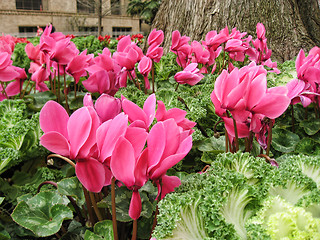 Image showing Flowers in San Antonio, Texas