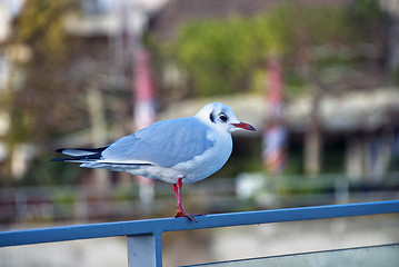 Image showing Bird in Friedrichshafen, Germany