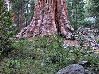 Image showing Sequoia National Park, U.S.A.